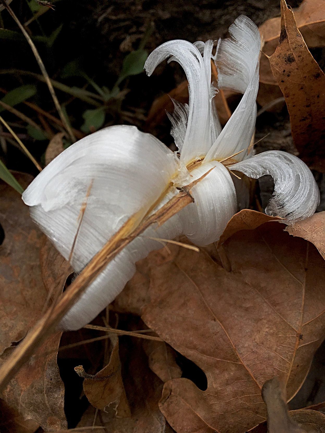 It's that time of year for frost flowers